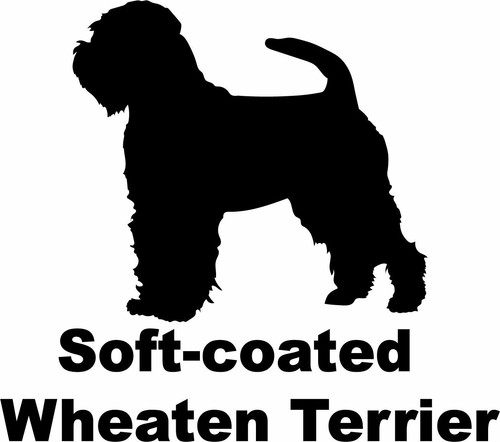 Soft coated wheaten terrier - soft,