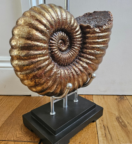 Gorgeous ammonite fossil - ​gorgeous,