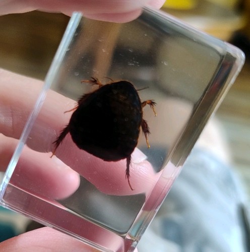 Real roach beetle bug insect - beetle,