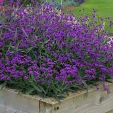 Verbena santos purple 6 - 6,