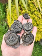 5 x DACTYLIOCERAS sp AMMONITE WHITBY YORKSHIRE UK DINOSAUR FOSSILs