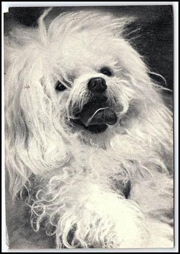 1969 bichon frise - bichon, maltese