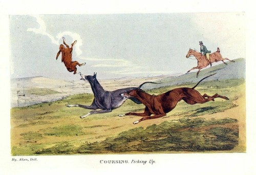Coursing the hare greyhounds - coursing, hare,
