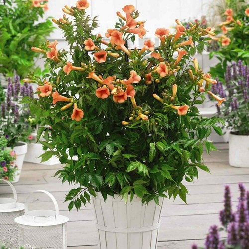 Campsis trumpet vine indian - trumpet,