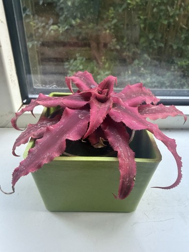 Cryptanthus bivittatus earth - cryptanthus, (earth