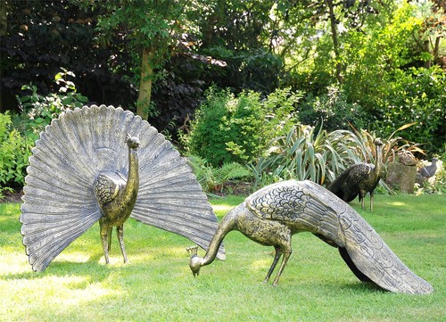 Majestic peacock garden - majestic,