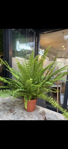 Nephrolepis green moment - nephrolepis,
