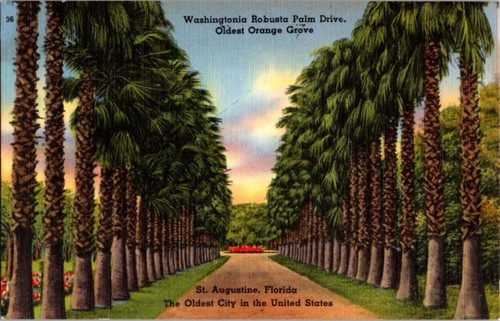 Augustine fl postcard - st.,
