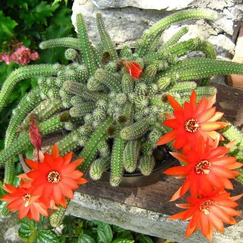 Echinopsis chamaecereus cactus - echinopsis,