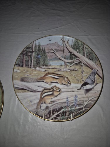 Friendly chipmunks august - friendly, in