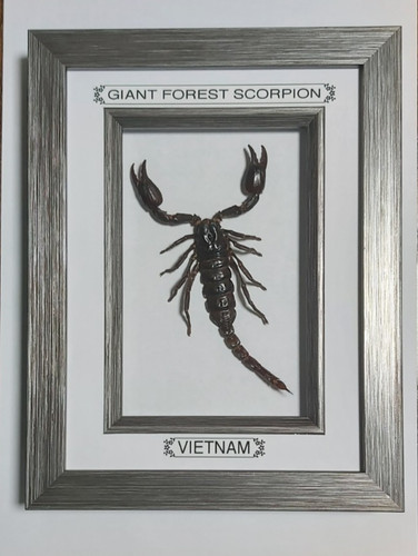 Real framed vietnam - real,