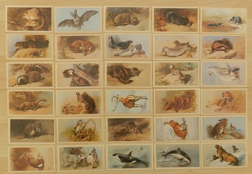 1984 grandee cigar cards - grandee,