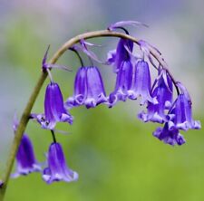 100 Scented English Bluebells