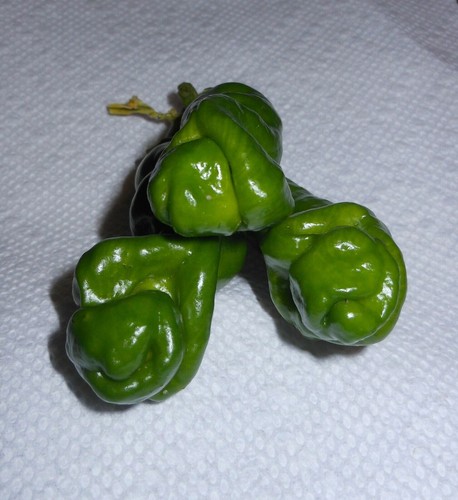 200 green penis peter - peter, pepper