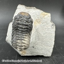 Reedops trilobite fossil -