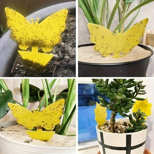 Pcs yellow sticky fly - 10-40,