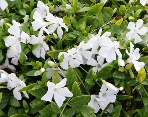 Vinca minor alba gertrude - alba,