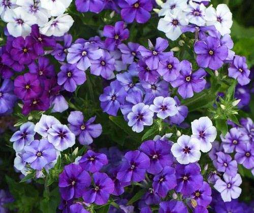 Phlox moody blues - phlox,
