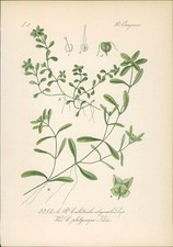 Chromolithographie : Sumpf-Wasserstern. Callitriche stagnalis Scopoli. Onagreae.