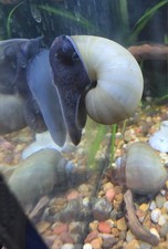 4+1 Blue Mystery Snails- Live