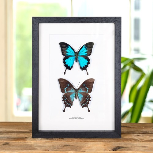 Mountain blue swallowtail - mountain,