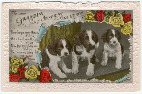 English springer spaniel pups - english,