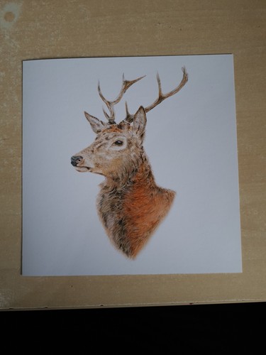 Red deer stag mini - deer, print