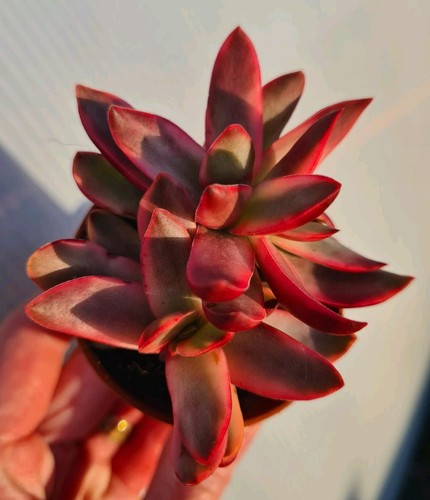 Crassula rubricaulis candy - rubricaulis,