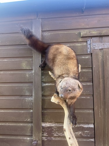 Fisher cat taxidermy fantastic - fisher,