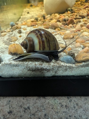 Bulk mystery snails live - 10,