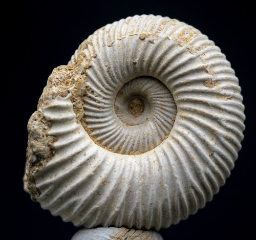 Ammonite fossil specimen whole - ammonite,