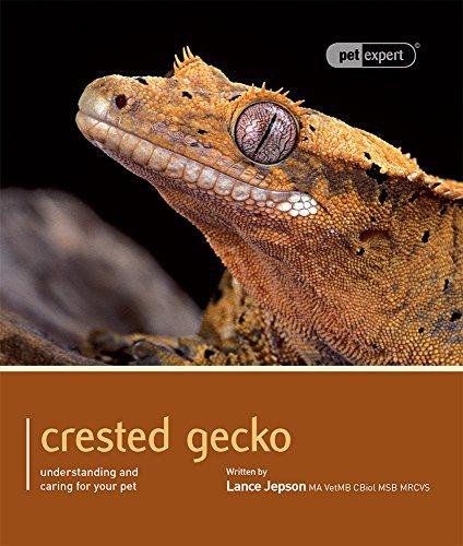 Crested gecko pet expert - gecko,