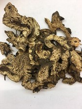 Sheng Ma  Rhizoma Cimicfugae