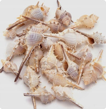 Murex Sea Snail Shells - Trapa  - Rare Natural Spiked Marine Decor 6-10cm