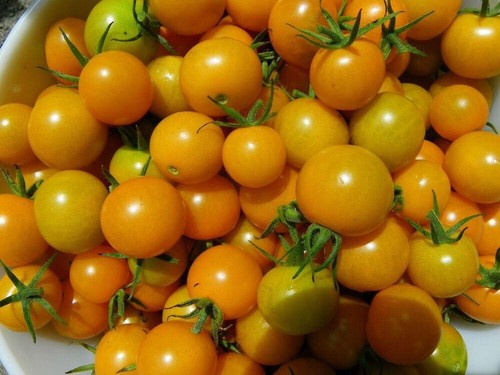 Sungold cherry tomato seeds - sungold,