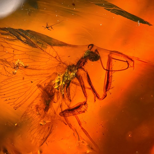 Mantisfly burmese burmite - /,