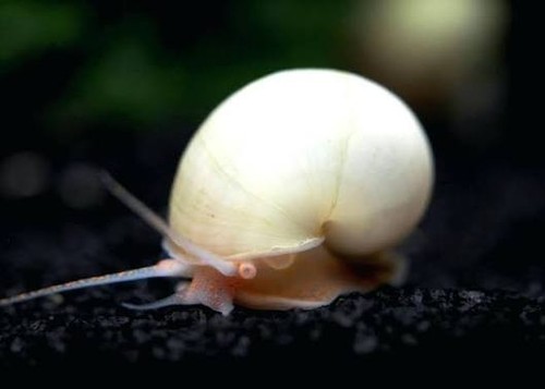 Ivory mystery snails - mystery,
