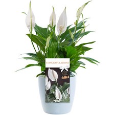 Congratulations Peace Lily -