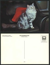A Cat on Black Leather Sofa Couch, Red Cushion, Old Style TV Television Postcard