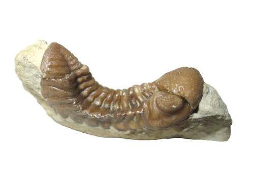 Devonian paciphacops kainops - devonian,