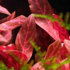 Alternanthera Rosanervig Red