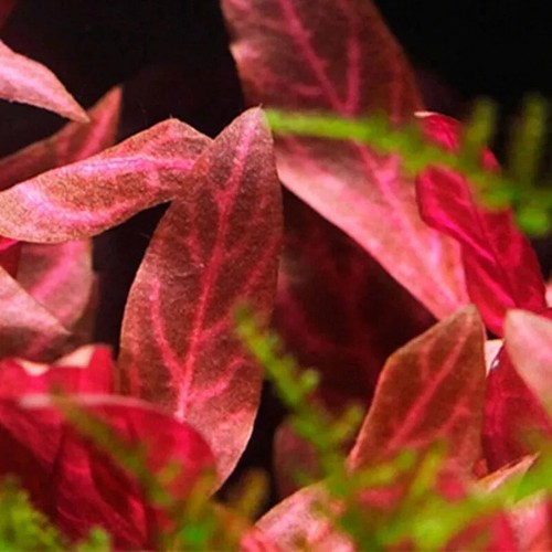Alternanthera rosanervig red - rosanervig,