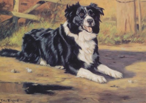 Border collie sheep dog - border,