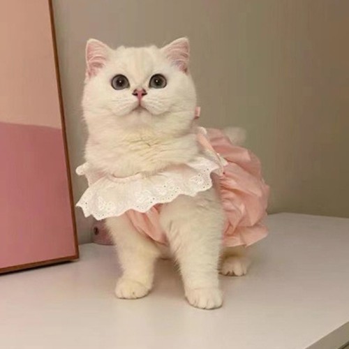 Dog dress cute breathable - dog,