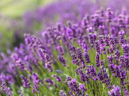 Live provence lavender - lavender, plant