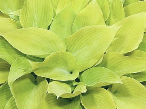 Hosta sunny halcyon plants - hosta,