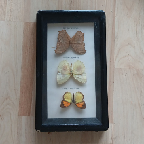 Framed wood mounted - mounted, butterfly