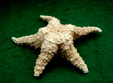 Large Dried Starfish - Display Ornament Collectable