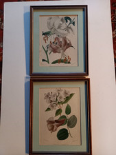 Pair of framed antique prints