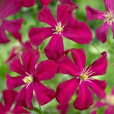 Clematis Madame Julia Correvon Plant Garden Climber Border Trellis Patio in Pot